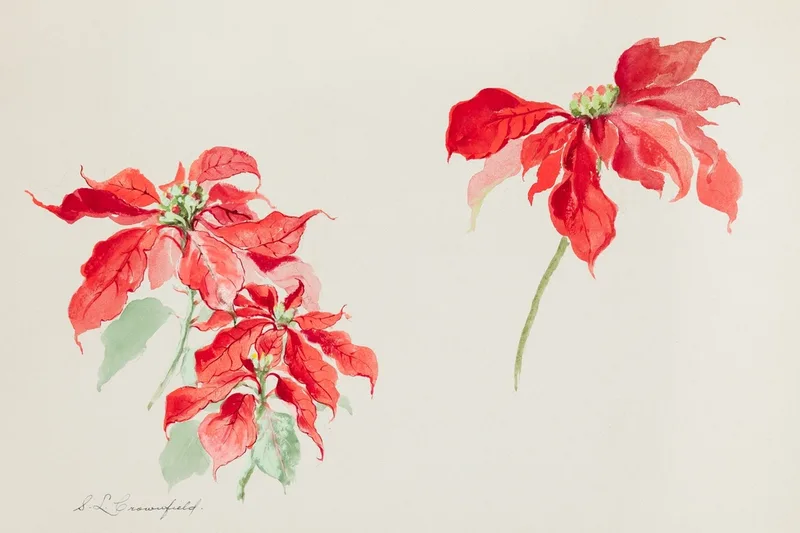 Stage en ligne : les fleurs